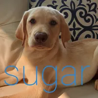 Sugar, a female Labrador Retriever for sale in Bedford, PA – 1 of 1