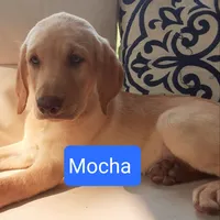 Mocha, a female Labrador Retriever for sale in Bedford, PA – 1 of 1
