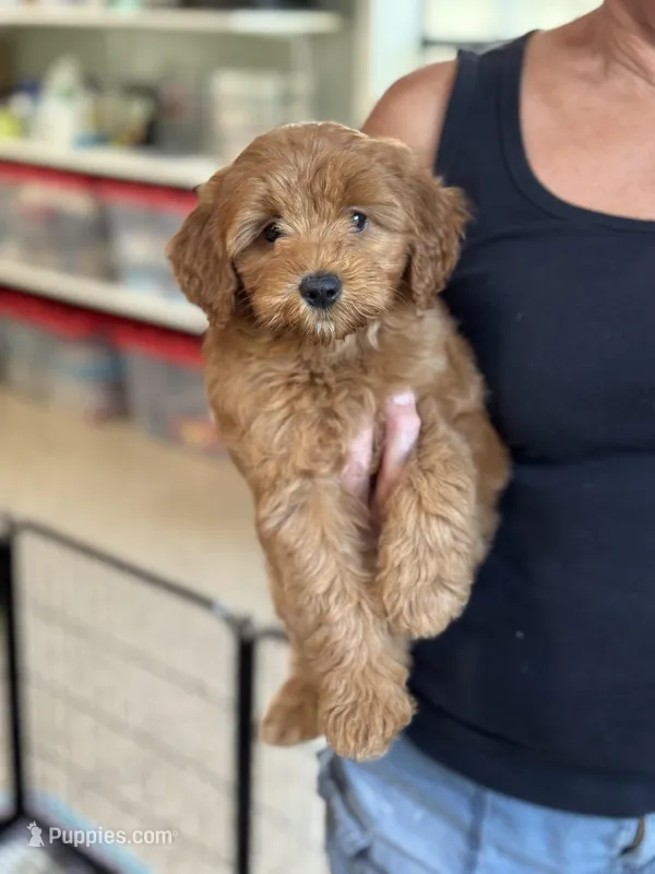 Apple, a female Miniature Goldendoodle for sale in Wharton, TX – Photo 1 of 4