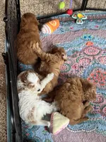 Apple, a female Miniature Goldendoodle for sale in Wharton, TX – Photo 3 of 4