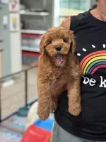 Apple, a female Miniature Goldendoodle for sale in Wharton, TX – Photo 4 of 4