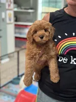 Apple, a female Miniature Goldendoodle for sale in Wharton, TX – Photo 2 of 4