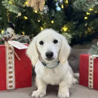 Dune, a male Miniature Dachshund for sale in Wharton, TX – Photo 4 of 7