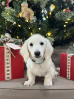 Dune, a male Miniature Dachshund for sale in Wharton, TX – Photo 4 of 7