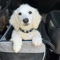 Dune, a male Miniature Dachshund for sale in Wharton, TX – Photo 5 of 7