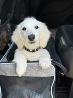 Dune, a male Miniature Dachshund for sale in Wharton, TX – Photo 5 of 7