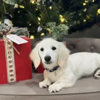 Dune, a male Miniature Dachshund for sale in Wharton, TX – Photo 3 of 7