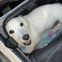 Dune, a male Miniature Dachshund for sale in Wharton, TX – Photo 6 of 7