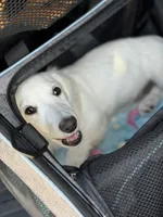 Dune, a male Miniature Dachshund for sale in Wharton, TX – Photo 6 of 7