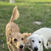 Dune, a male Miniature Dachshund for sale in Wharton, TX – Photo 2 of 7