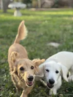Dune, a male Miniature Dachshund for sale in Wharton, TX – Photo 2 of 7