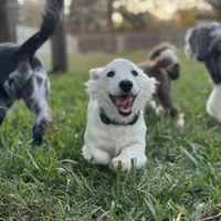 Dune, a male Miniature Dachshund for sale in Wharton, TX – Photo 7 of 7