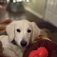 Dune, a male Miniature Dachshund for sale in Wharton, TX – Photo 1 of 7