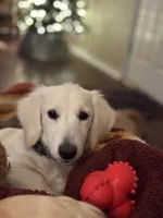 Dune, a male Miniature Dachshund for sale in Wharton, TX – Photo 1 of 7