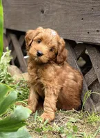 Prince , a male Goldendoodle for sale in Wharton, TX – Photo 7 of 7