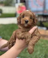 Prince, a male Goldendoodle for sale in Wharton, TX – Photo 3 of 5