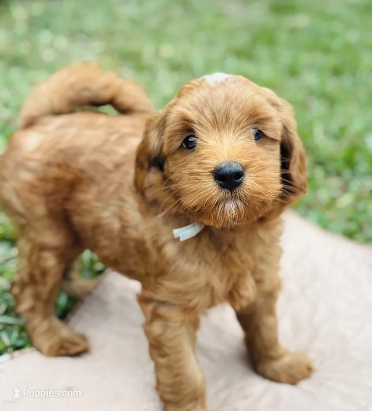 Prince – Goldendoodle puppy for sale in Wharton, TX