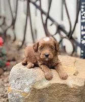 Prince, a male Goldendoodle for sale in Wharton, TX – Photo 4 of 5