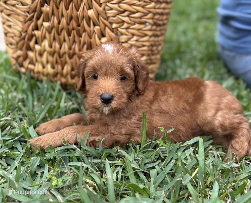 Prince – Goldendoodle puppy for sale in Wharton, TX