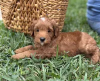Prince, a male Goldendoodle for sale in Wharton, TX – Photo 1 of 5