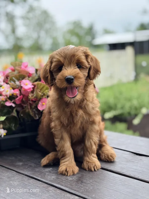 Prince  – Goldendoodle puppy for sale in Wharton, TX