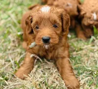 Prince, a male Goldendoodle for sale in Wharton, TX – Photo 2 of 5