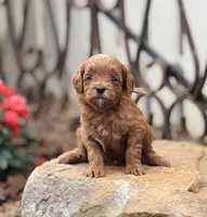 Duchess, a female Goldendoodle for sale in Wharton, TX – Photo 4 of 5