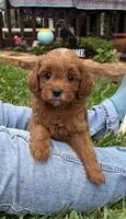Duchess, a female Goldendoodle for sale in Wharton, TX – Photo 2 of 5