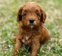 Duchess, a female Goldendoodle for sale in Wharton, TX – Photo 3 of 5