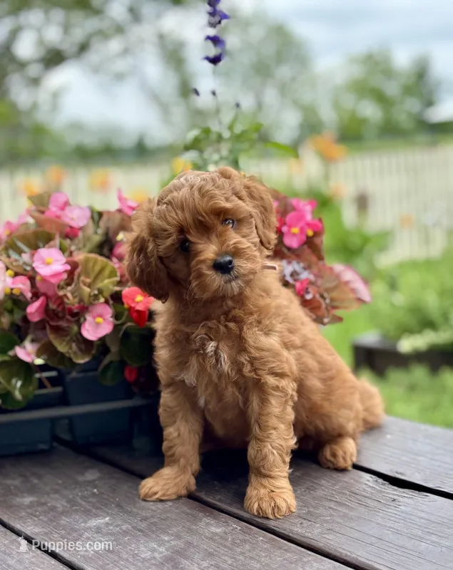 Duchess – Goldendoodle puppy for sale in Wharton, TX