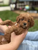 Duchess, a female Goldendoodle for sale in Wharton, TX – Photo 1 of 5