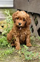 Duchess, a female Goldendoodle for sale in Wharton, TX – Photo 1 of 6