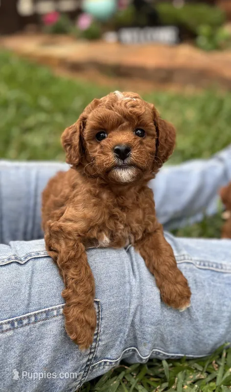Duke – Goldendoodle puppy for sale in Wharton, TX
