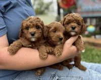 Duke, a male Goldendoodle for sale in Wharton, TX – Photo 5 of 5