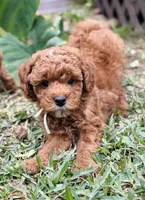Duke, a male Goldendoodle for sale in Wharton, TX – Photo 1 of 6