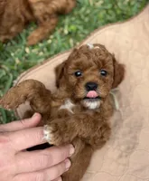 Duke, a male Goldendoodle for sale in Wharton, TX – Photo 4 of 5