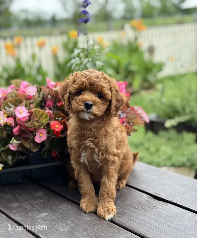 Duke – Goldendoodle puppy for sale in Wharton, TX