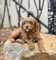 Duke, a male Goldendoodle for sale in Wharton, TX – Photo 3 of 5