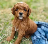 Duke, a male Goldendoodle for sale in Wharton, TX – Photo 2 of 5