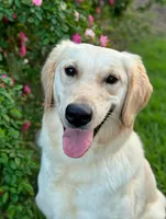 Barbie (OFA’s & genetic clear), a female English Cream Golden Retriever for sale in Wharton, TX – Photo 2 of 5
