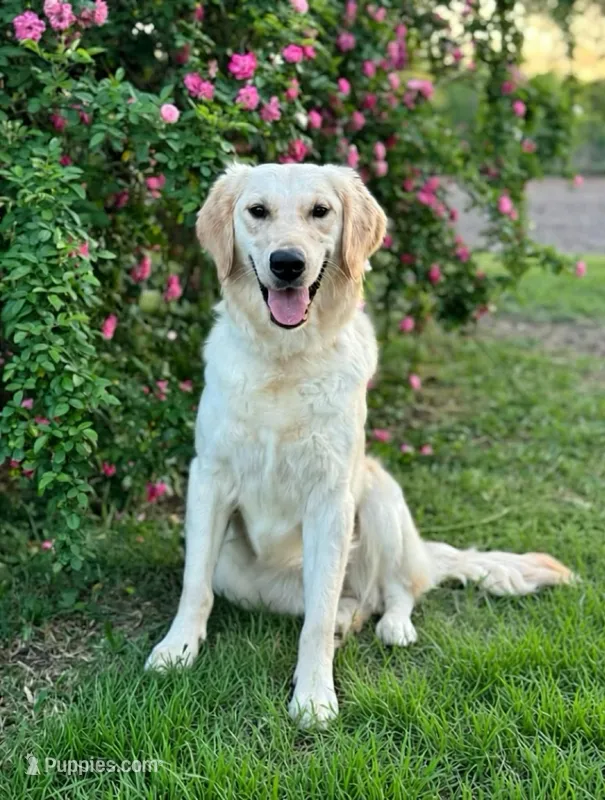 Barbie (OFA’s & genetic clear) – English Cream Golden Retriever puppy for sale in Wharton, TX