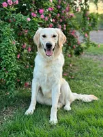 Barbie (OFA’s & genetic clear), a female English Cream Golden Retriever for sale in Wharton, TX – Photo 1 of 5