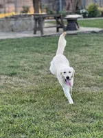 Barbie (OFA’s & genetic clear), a female English Cream Golden Retriever for sale in Wharton, TX – Photo 3 of 5