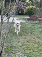 Barbie (OFA’s & genetic clear), a female English Cream Golden Retriever for sale in Wharton, TX – Photo 5 of 5