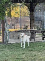 Barbie (OFA’s & genetic clear), a female English Cream Golden Retriever for sale in Wharton, TX – Photo 4 of 5