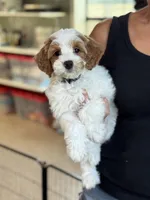 Sunny, a female Miniature Goldendoodle for sale in Wharton, TX – Photo 1 of 3