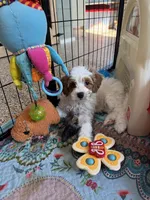 Sunny, a female Miniature Goldendoodle for sale in Wharton, TX – Photo 2 of 3