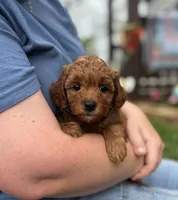 Queenie, a female Goldendoodle for sale in Wharton, TX – Photo 4 of 5