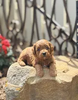 Queenie, a female Goldendoodle for sale in Wharton, TX – Photo 3 of 5