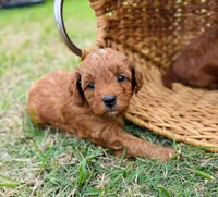 Queenie, a female Goldendoodle for sale in Wharton, TX – Photo 2 of 5